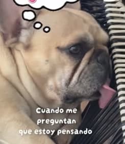Meme de un bulldog francés pensando en galletas